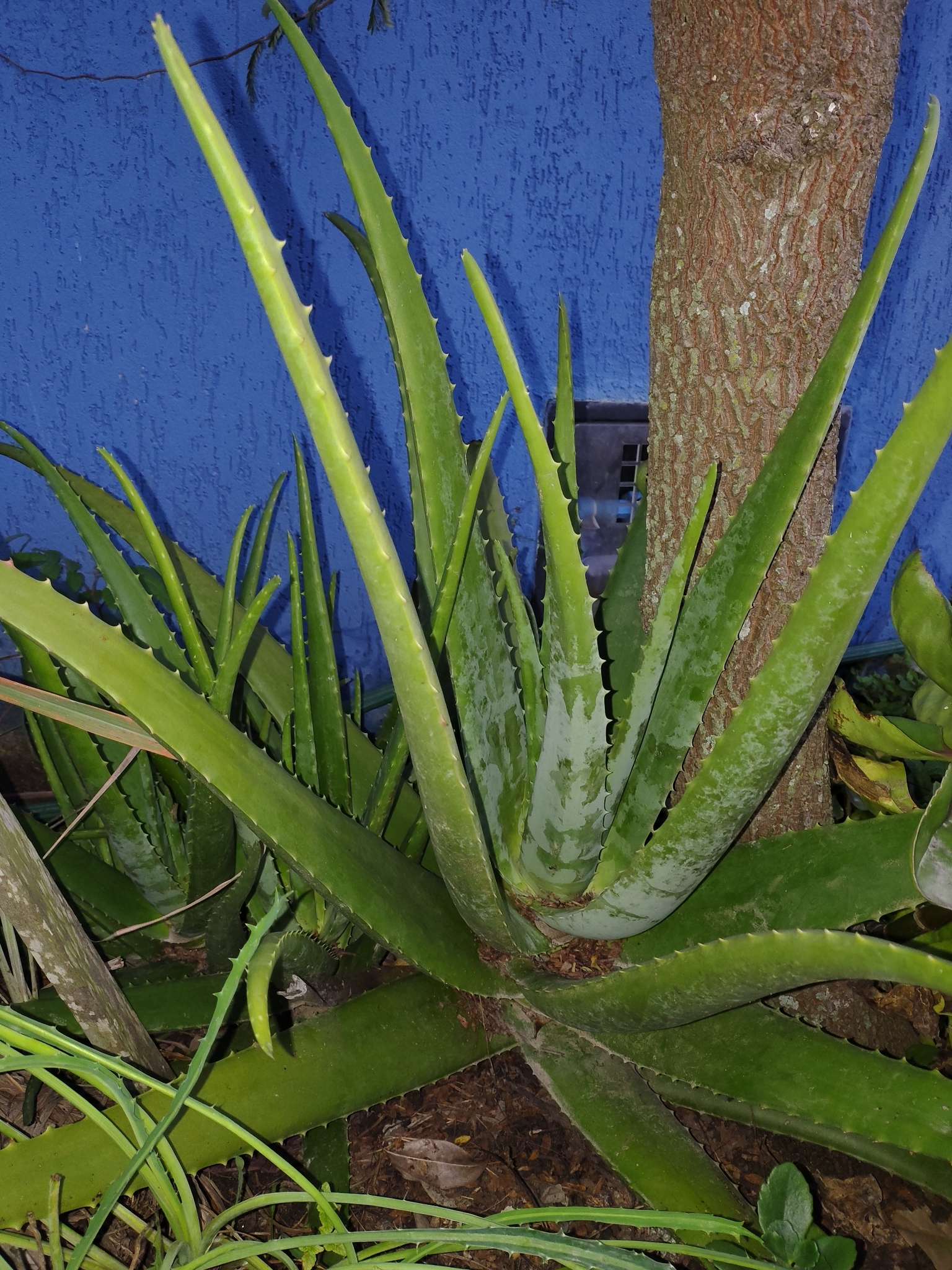 芦荟照片2