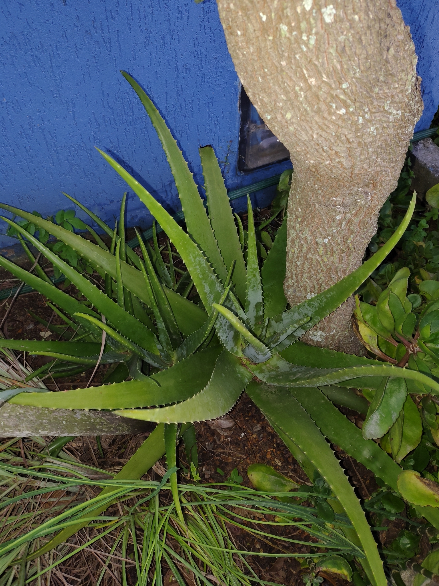 芦荟照片3