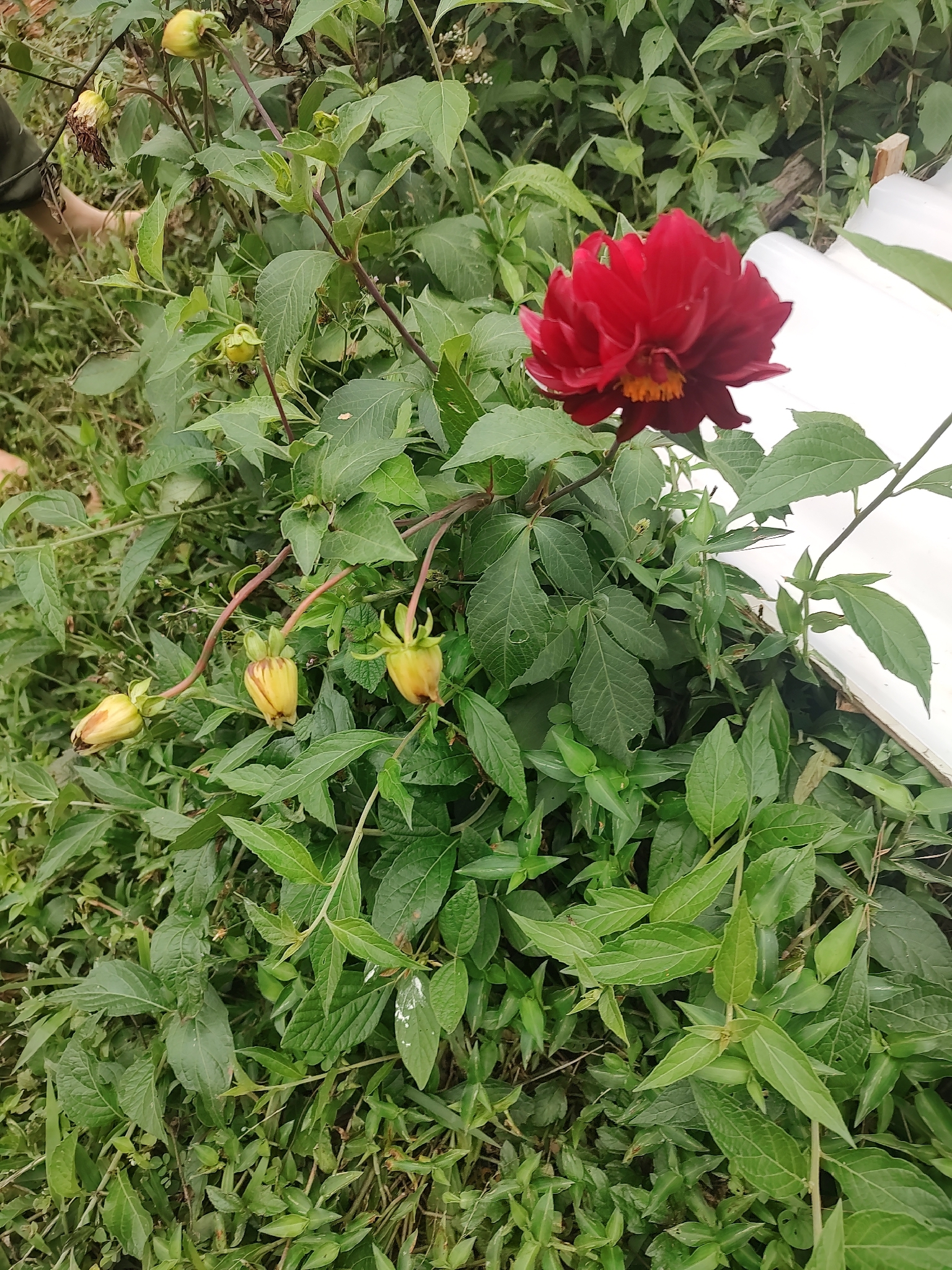 大丽花照片2