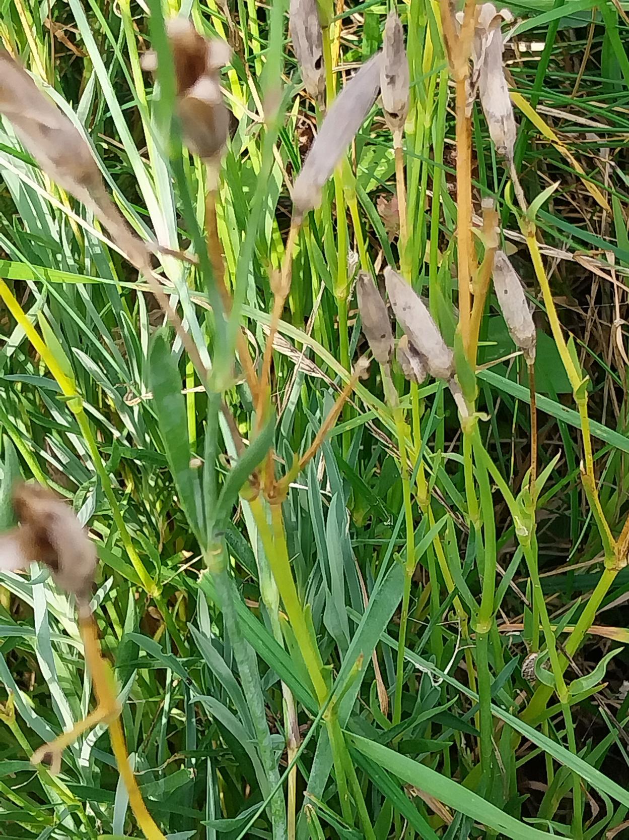 康乃馨照片3