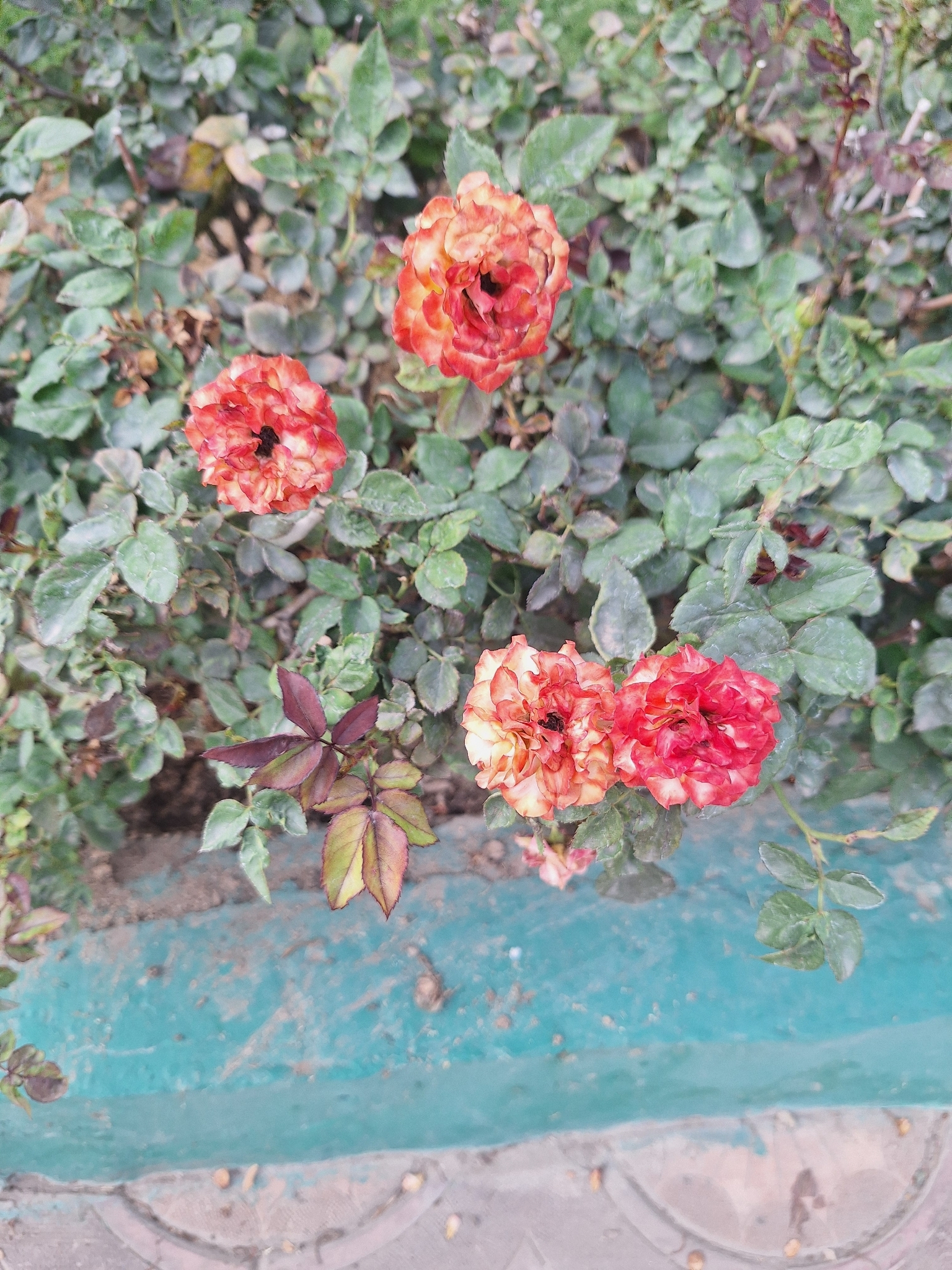 月季 Rosa chinensis
