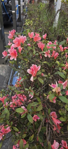 杜鹃花照片3