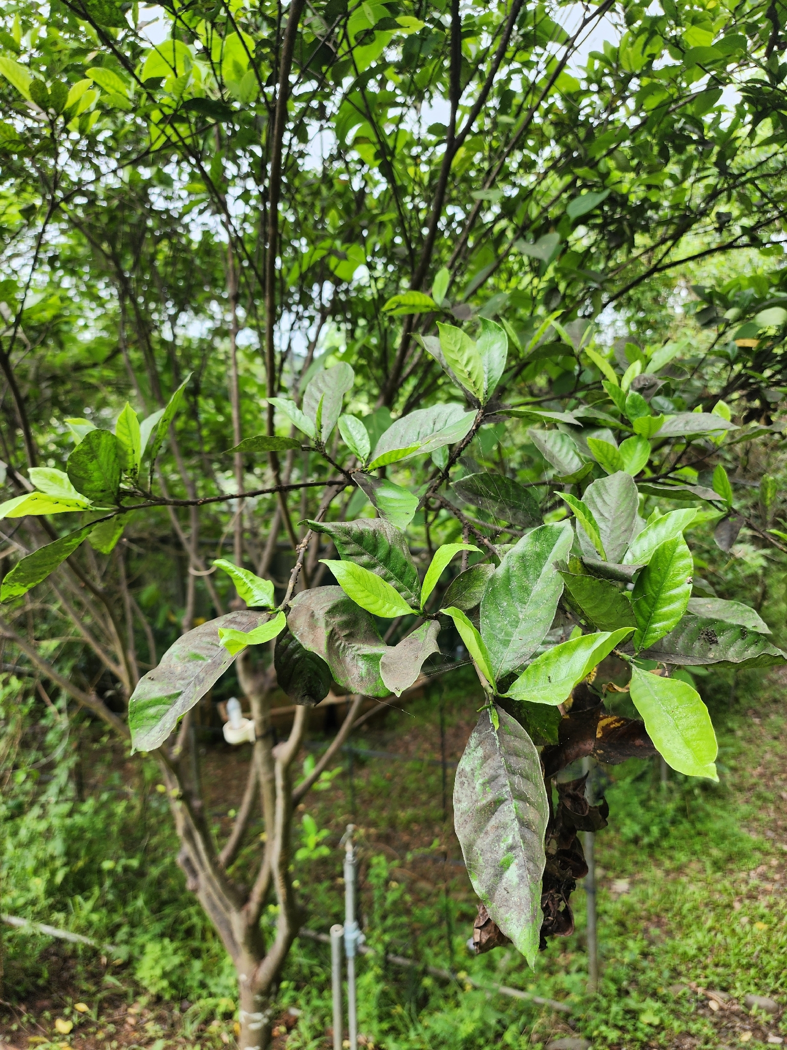 栀子花照片1
