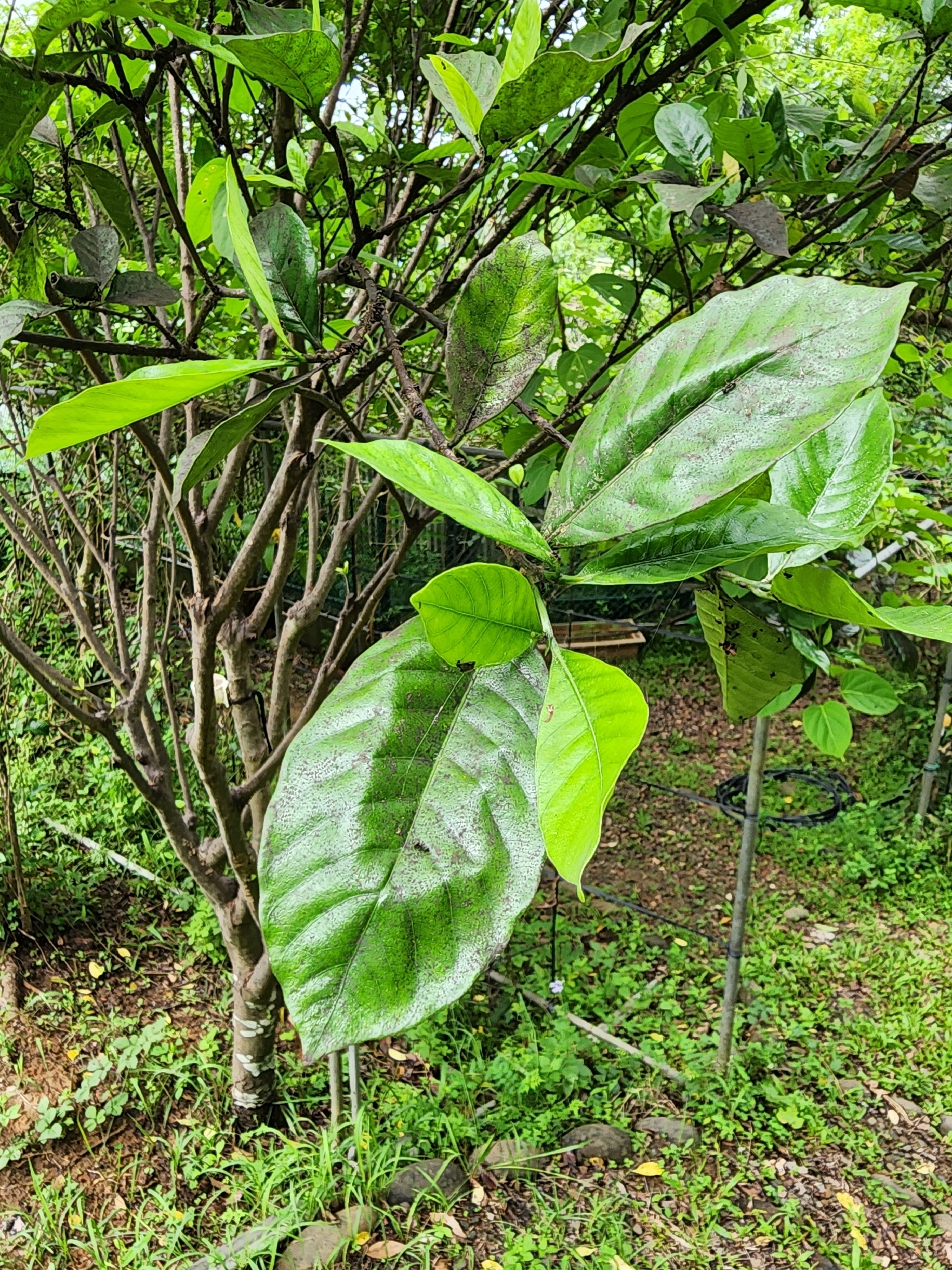 栀子花照片2