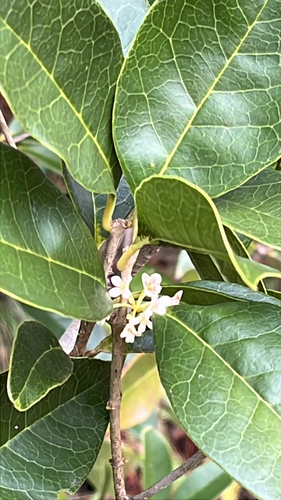 桂花照片1