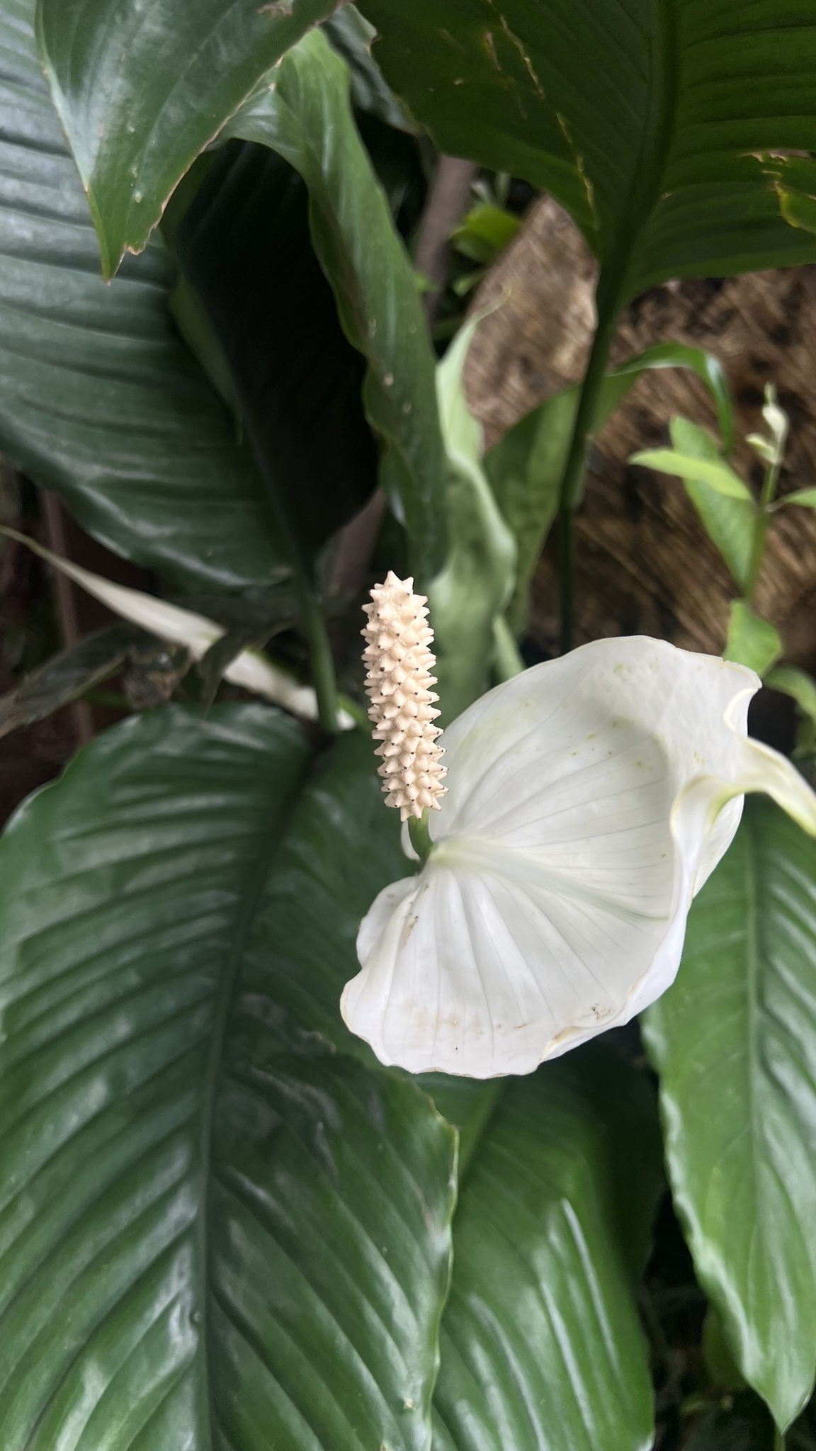 白掌照片1