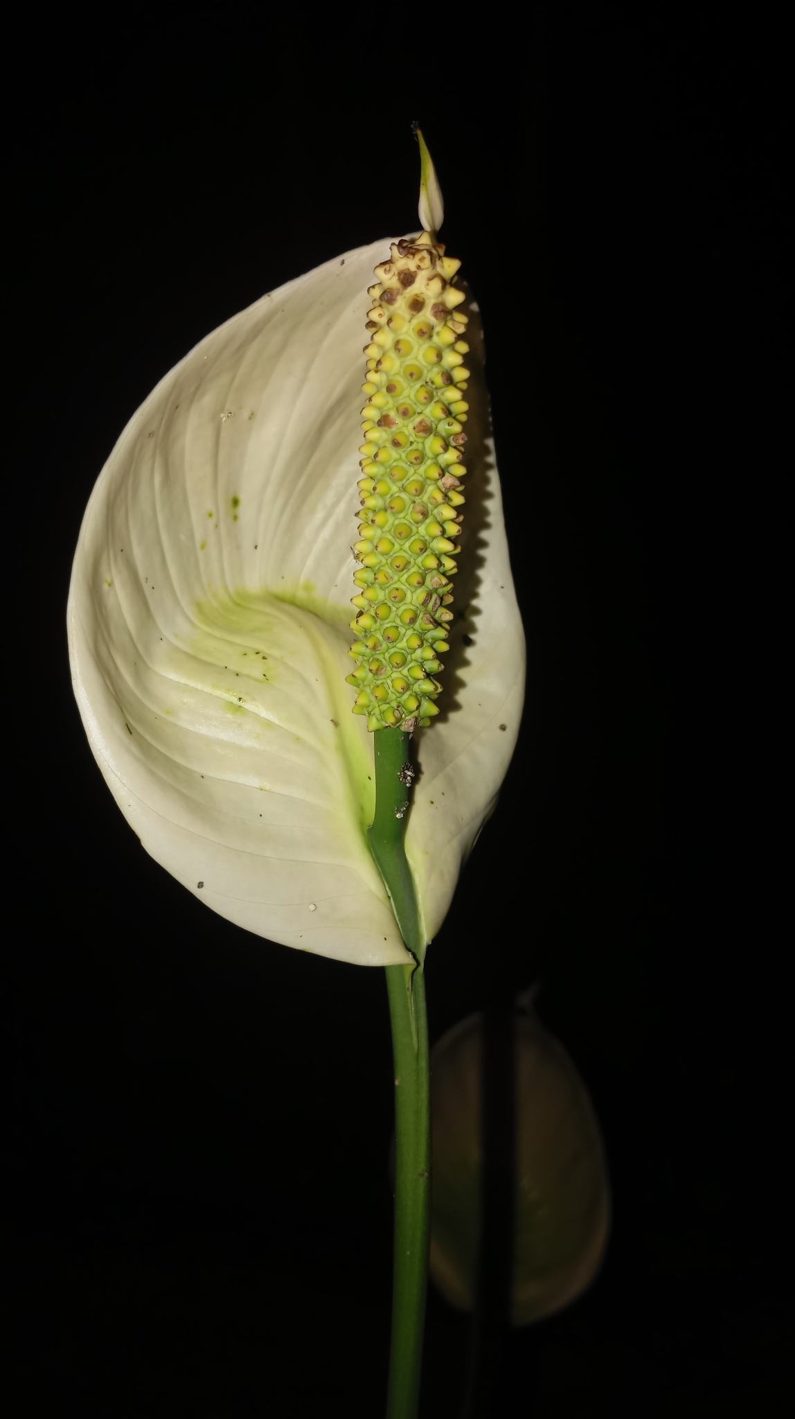 白掌照片2