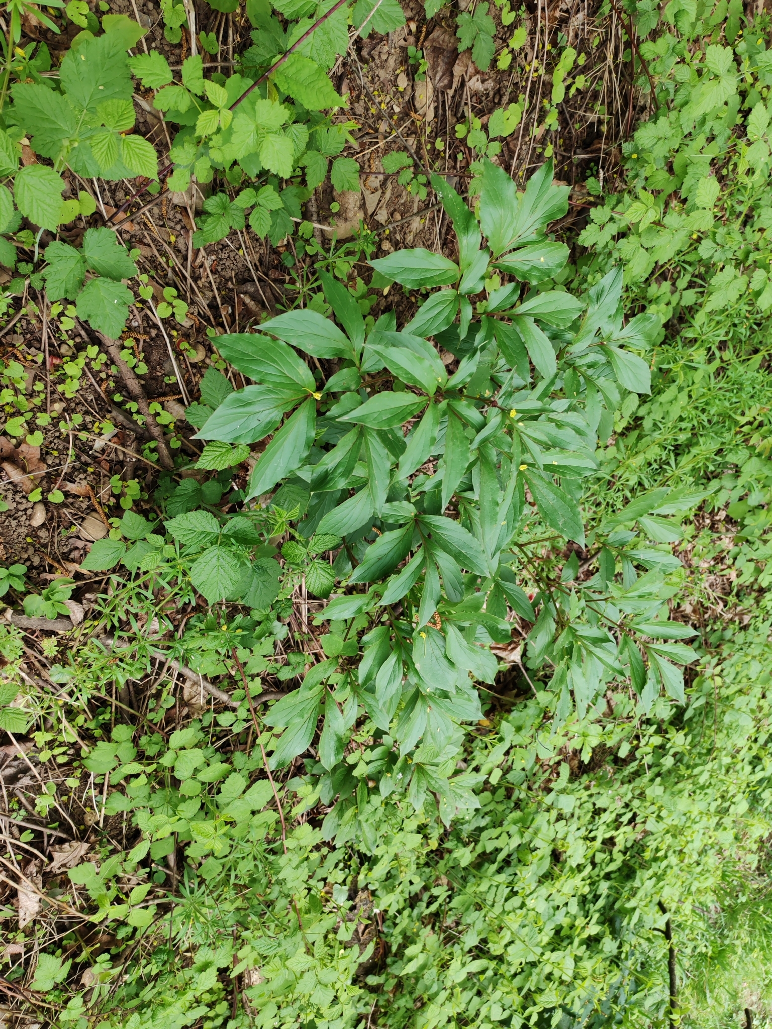 芍药照片1