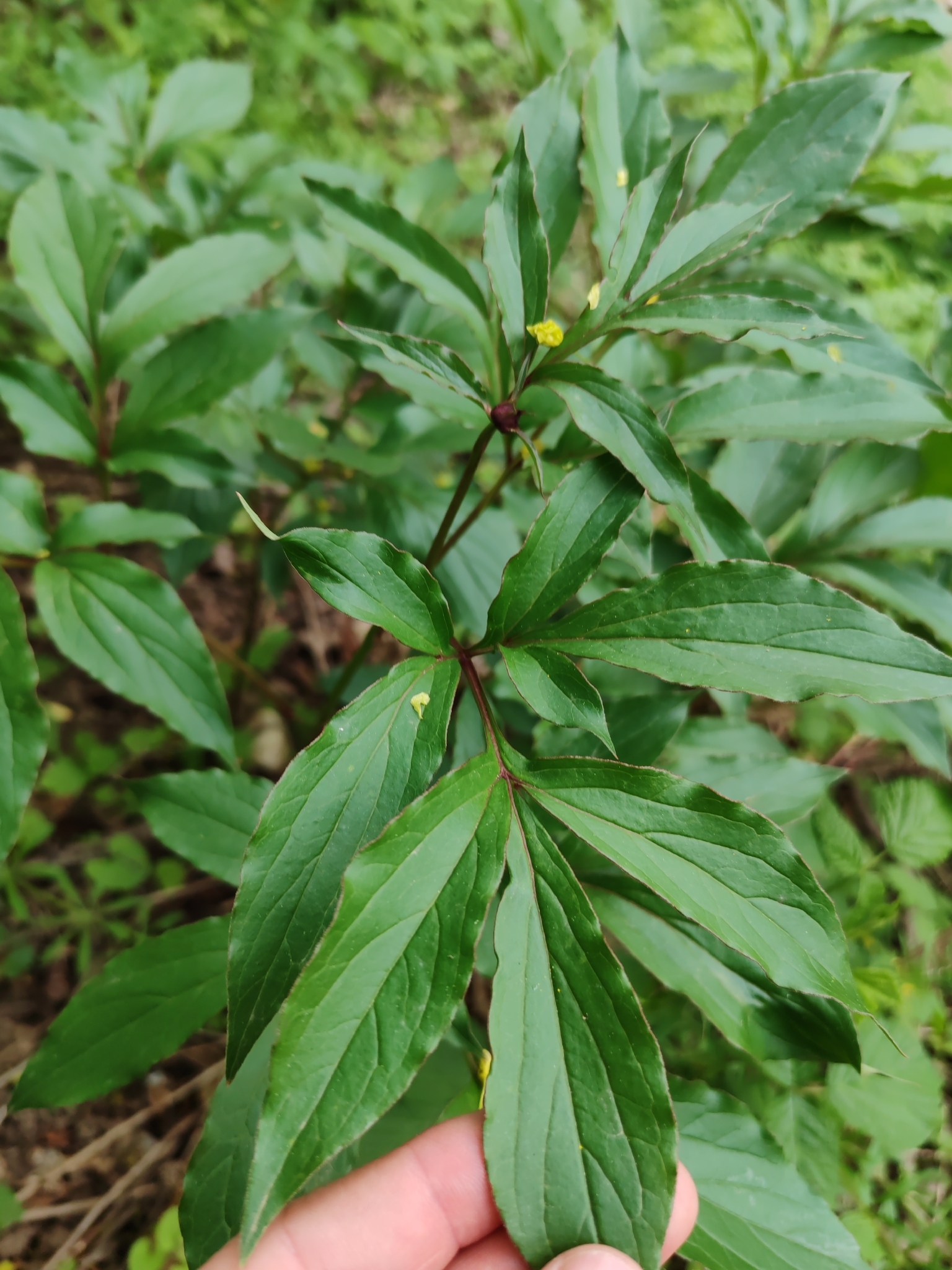 芍药照片3