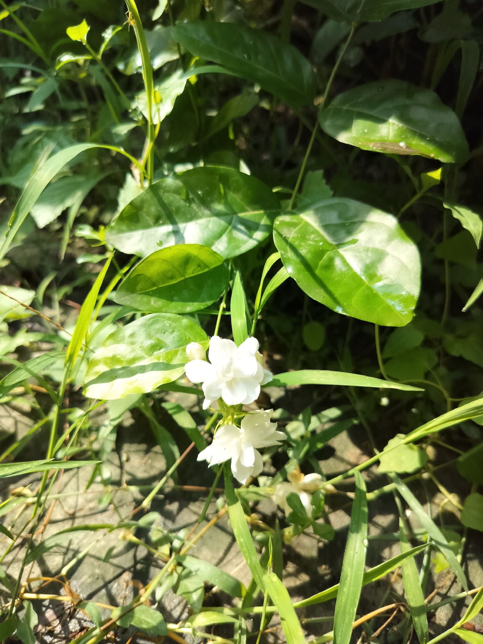 茉莉照片1
