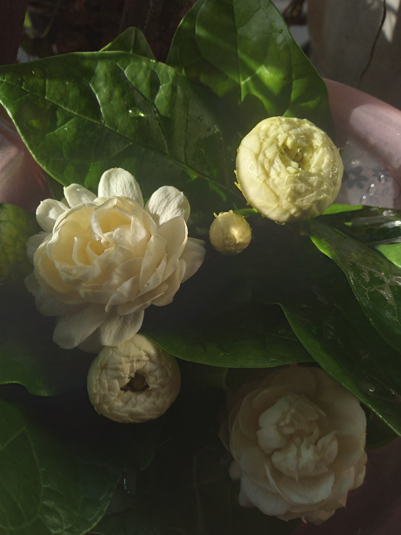 茉莉照片3