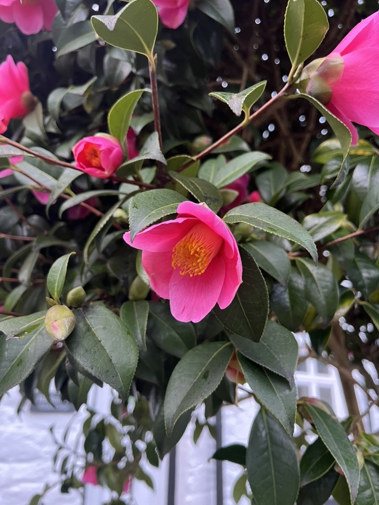 茶花照片2