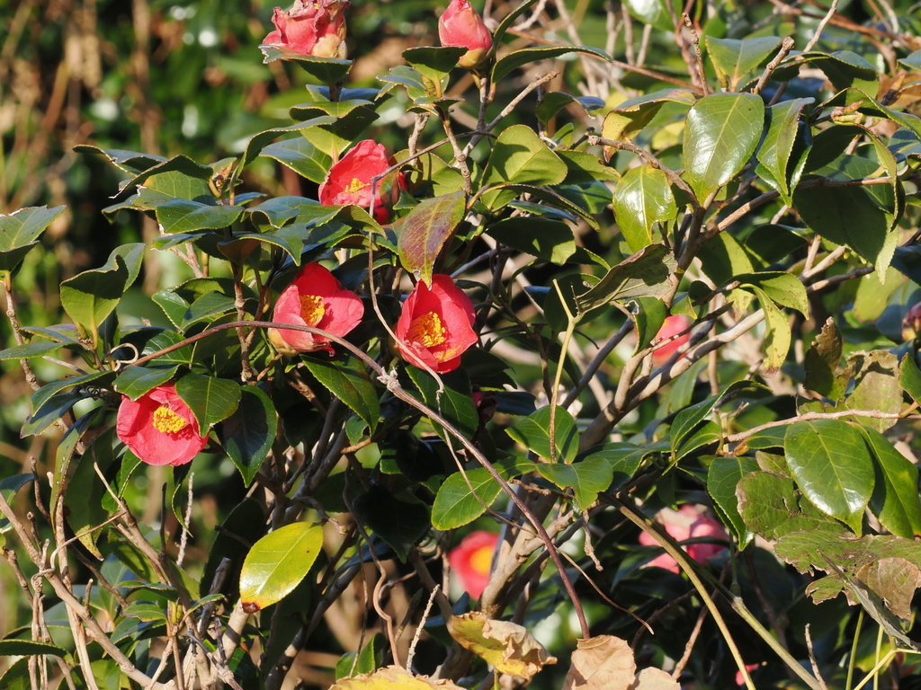 茶花照片3