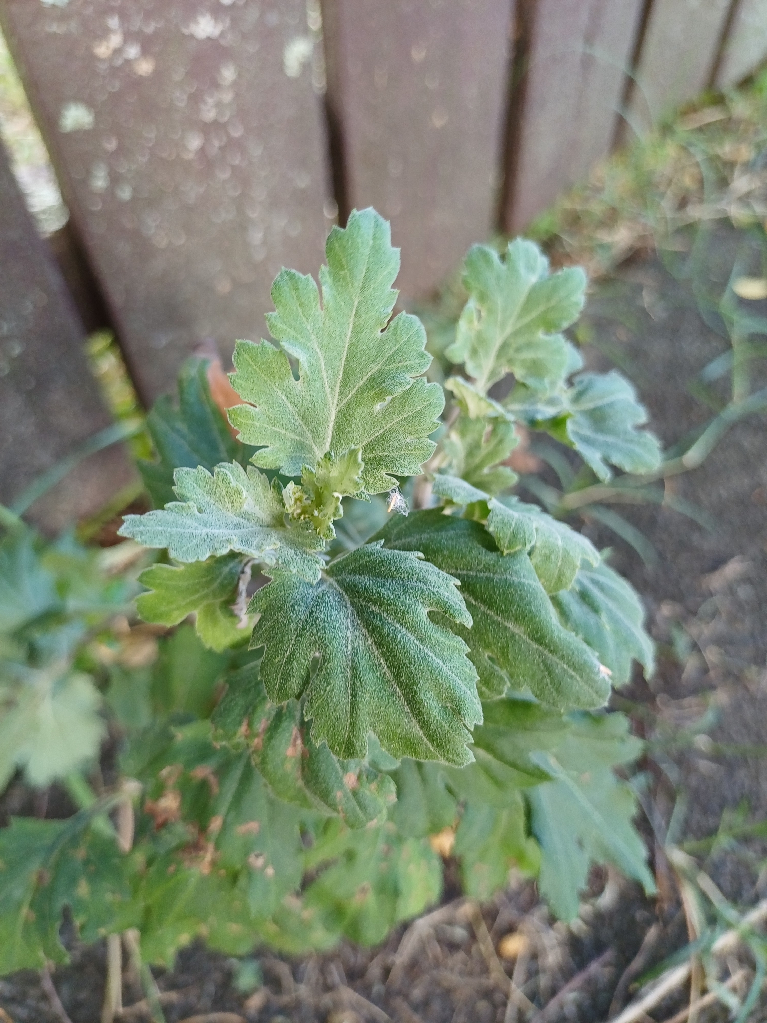 菊花照片1
