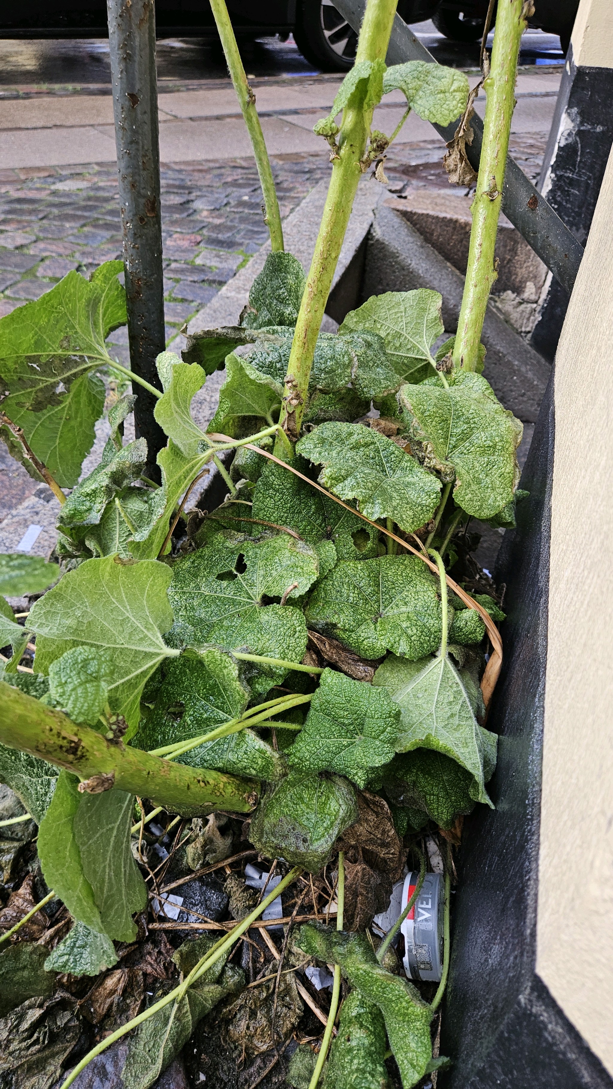 蜀葵照片2