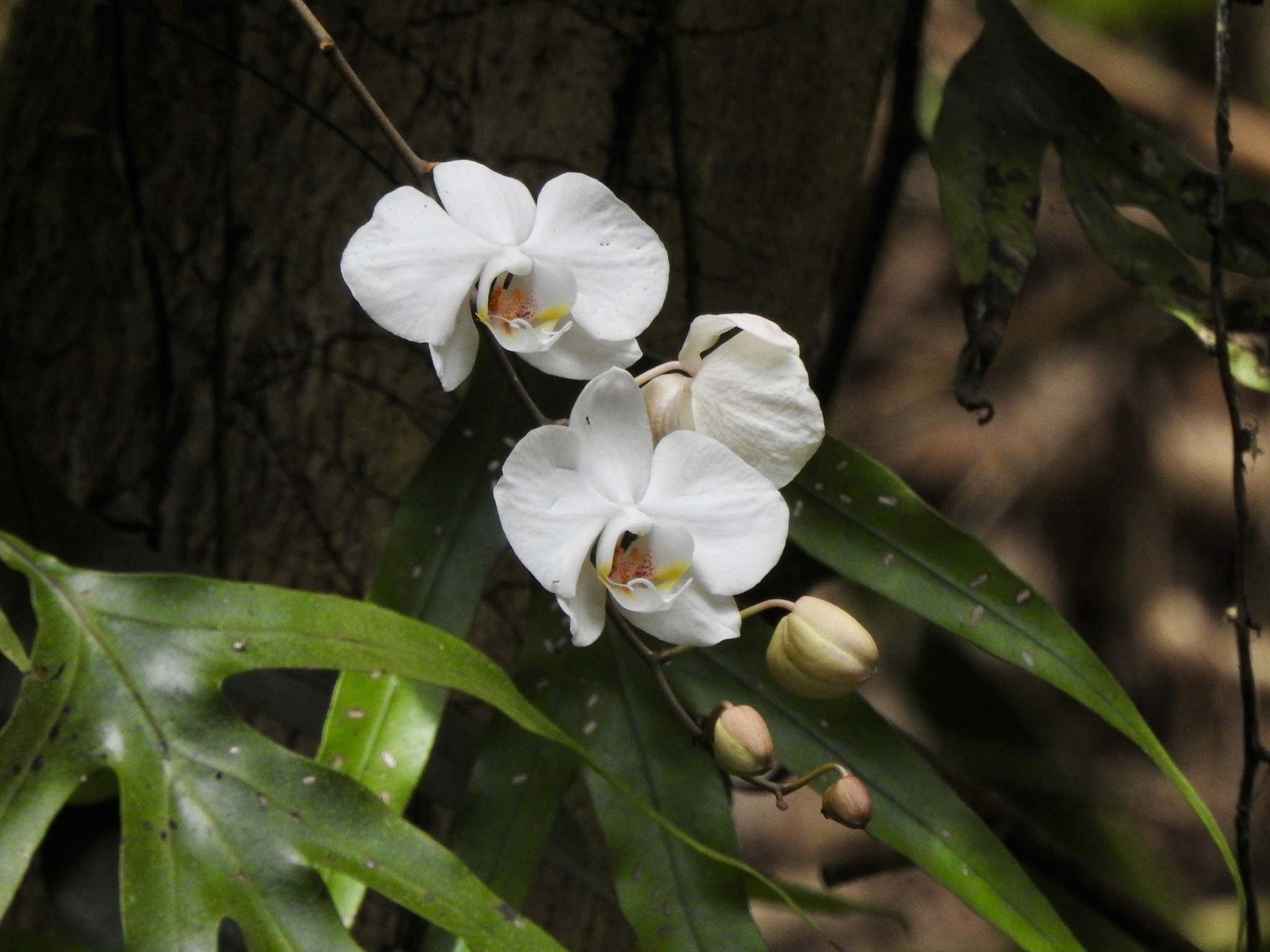 蝴蝶兰 Phalaenopsis aphrodite