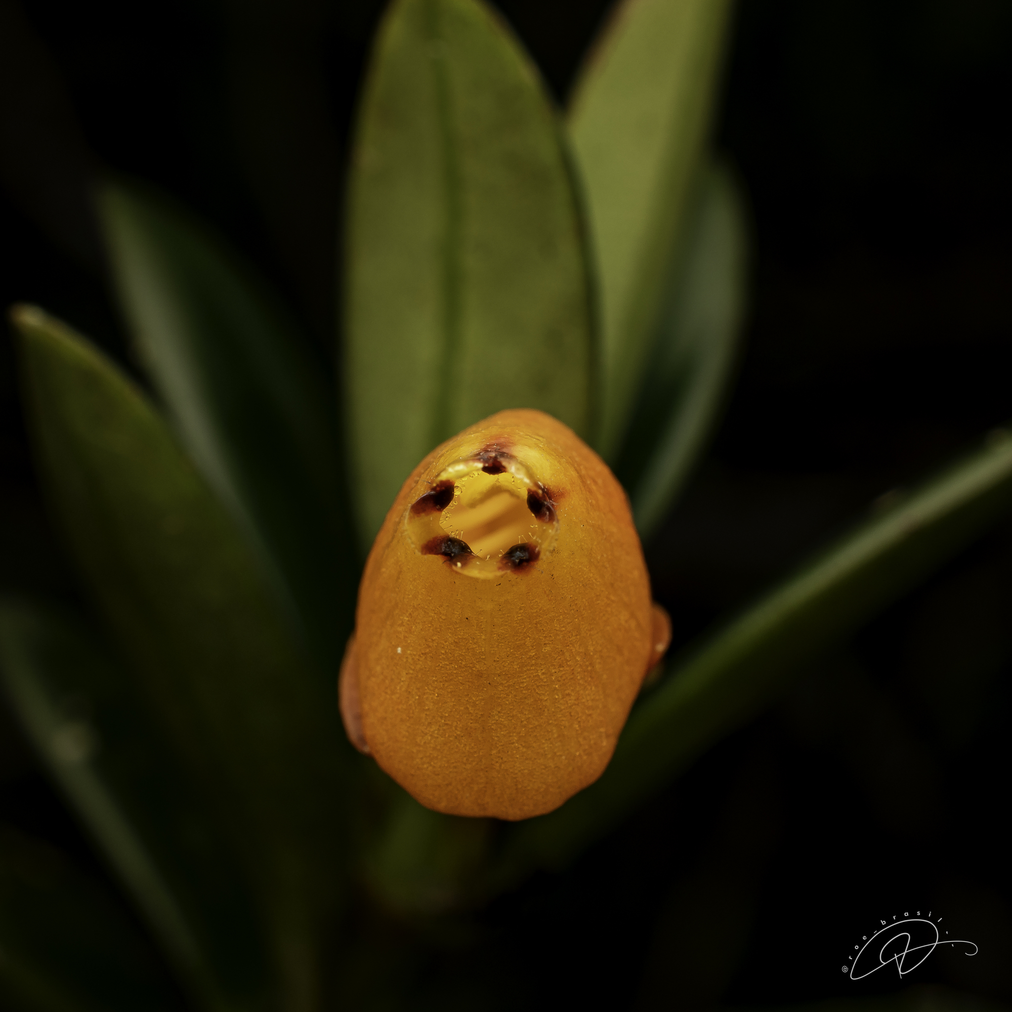 金鱼吊兰照片2