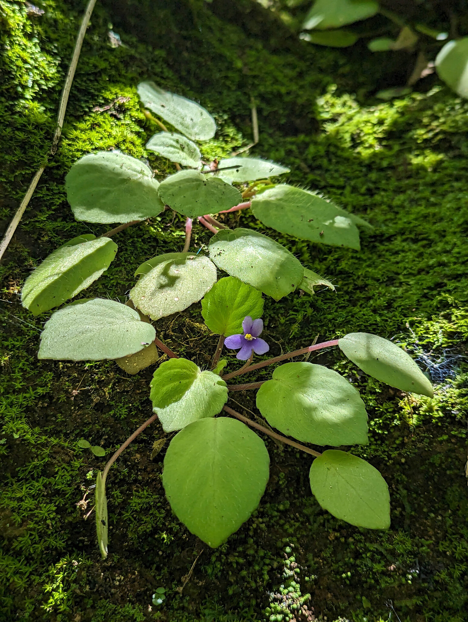 非洲堇照片2