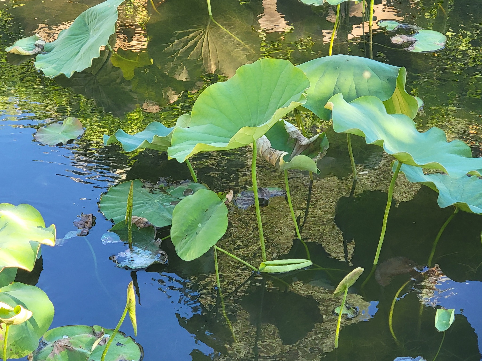 碗莲照片1