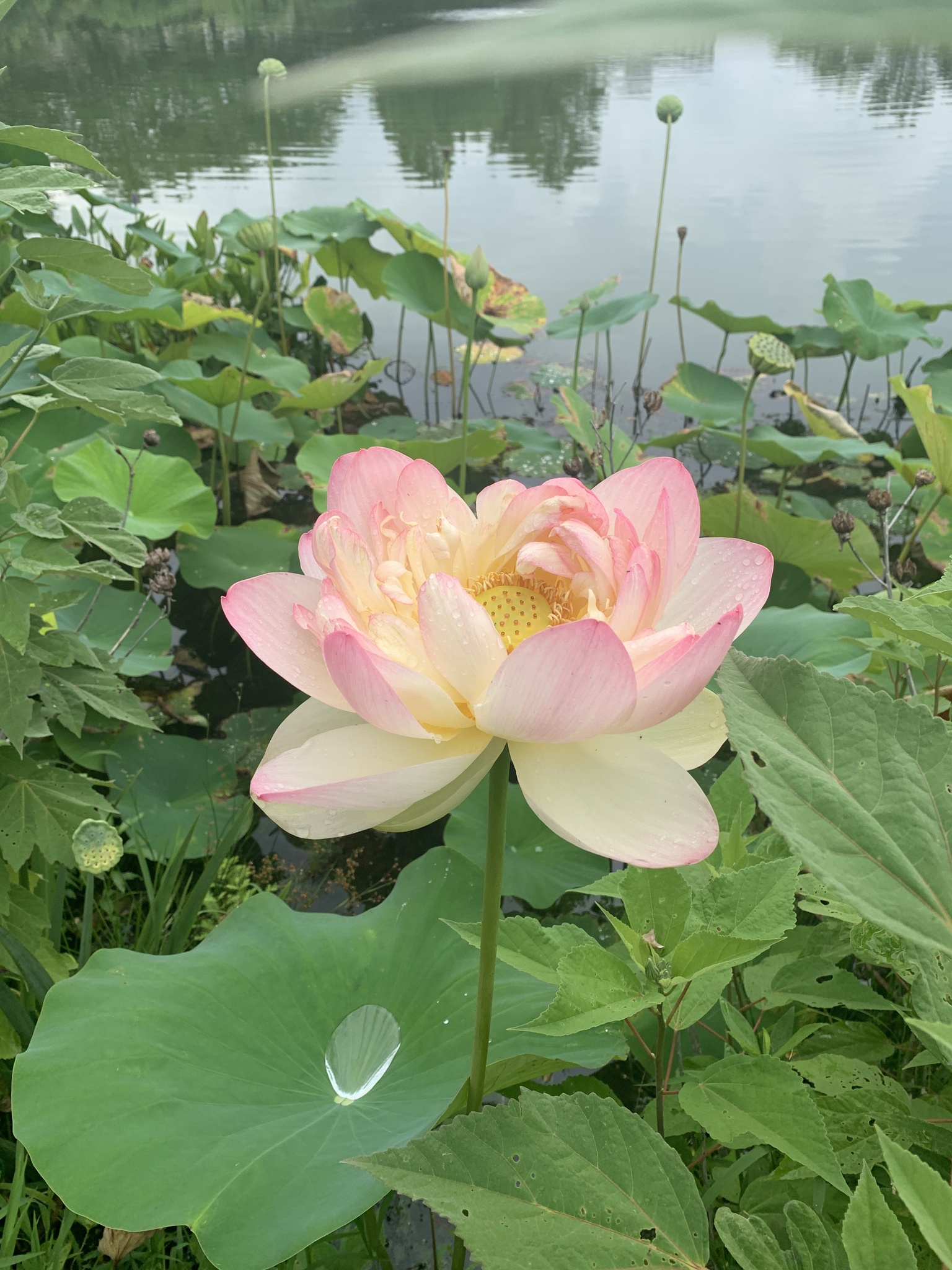 碗莲照片2