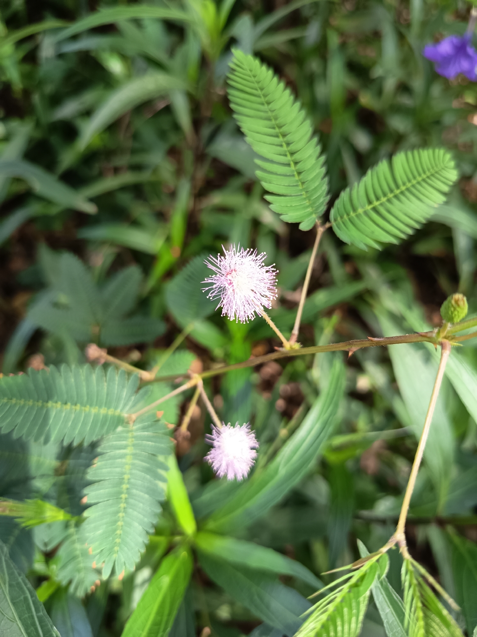 含羞草照片1