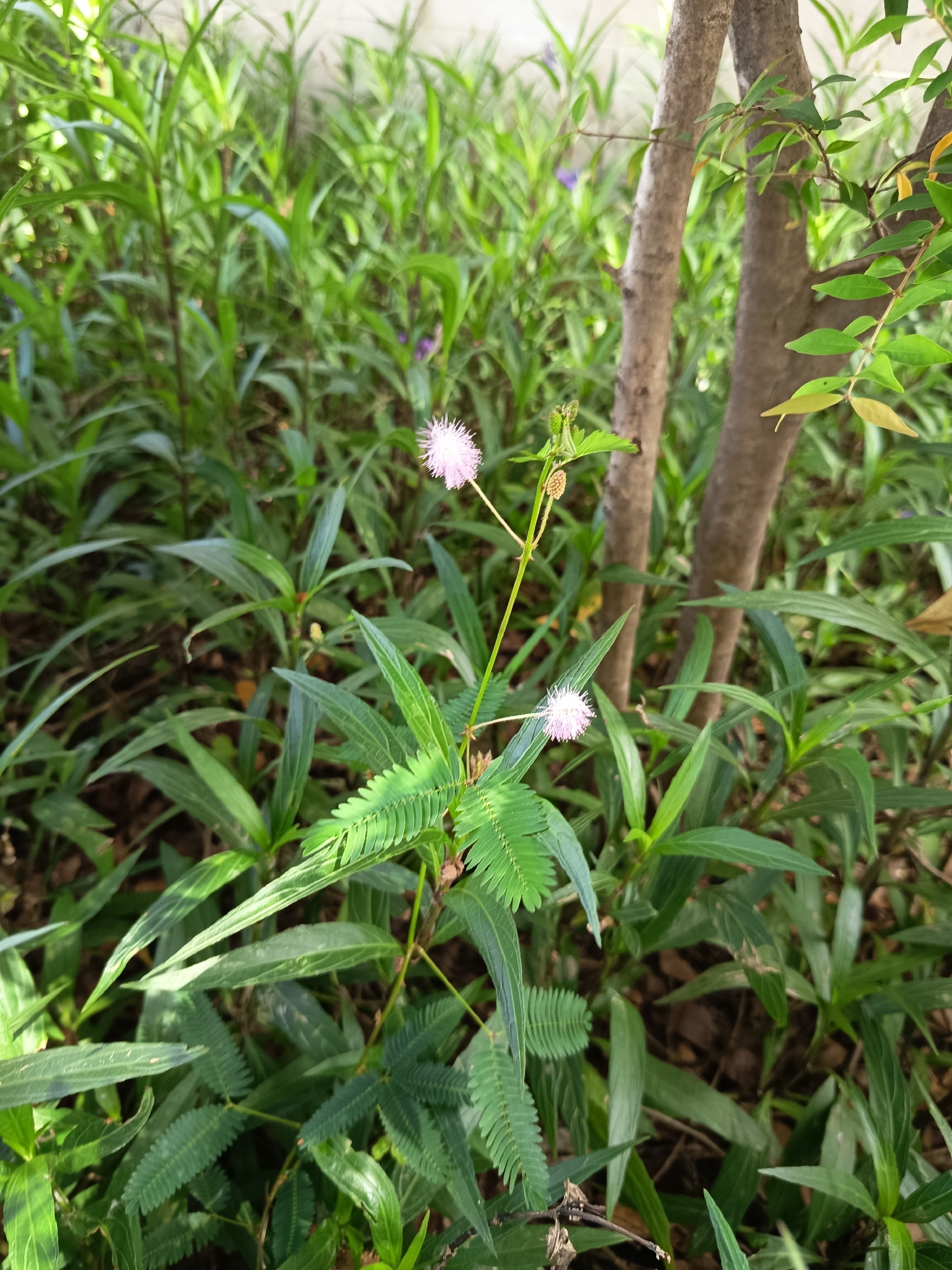 含羞草照片3