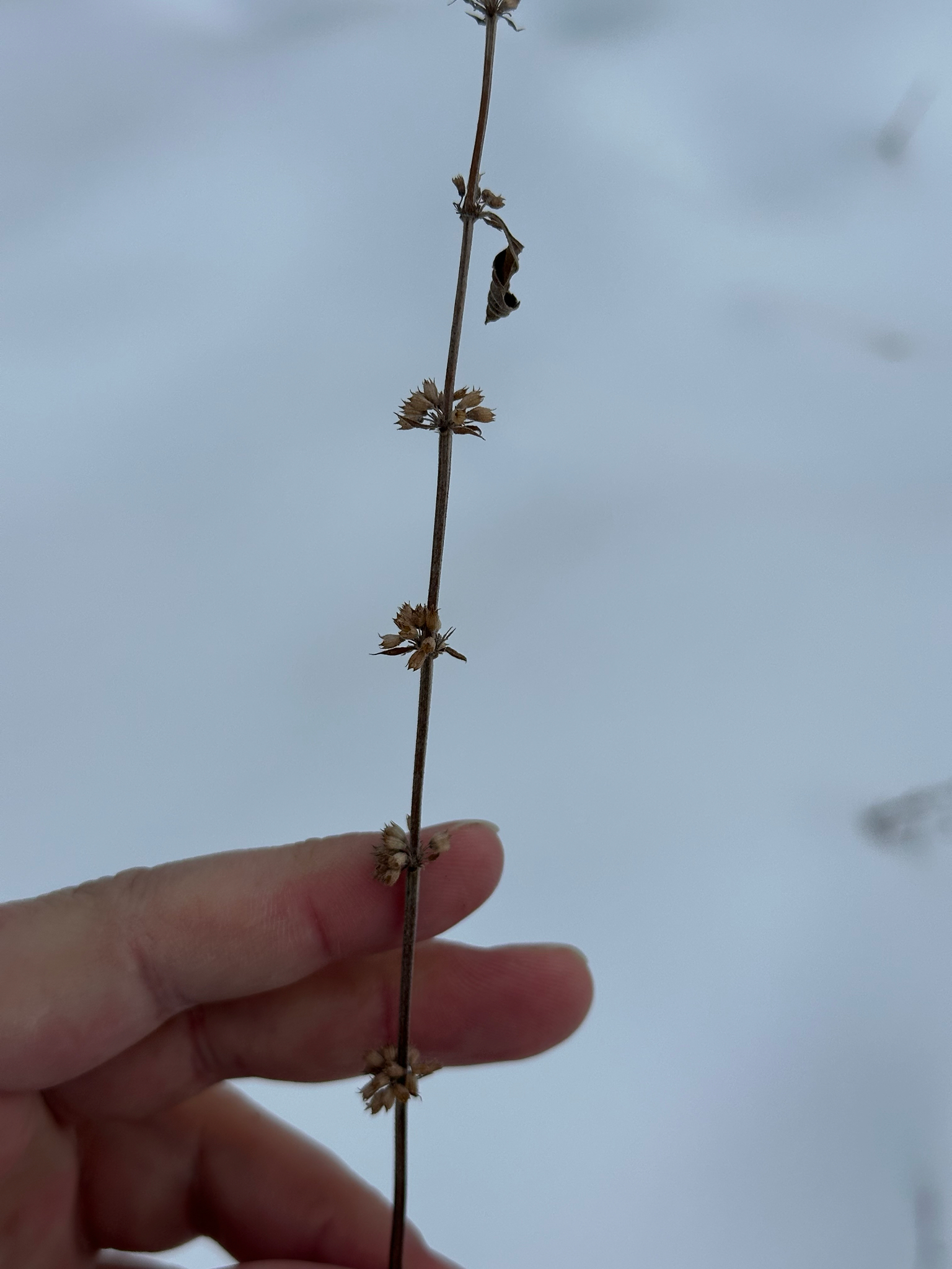 薄荷照片1