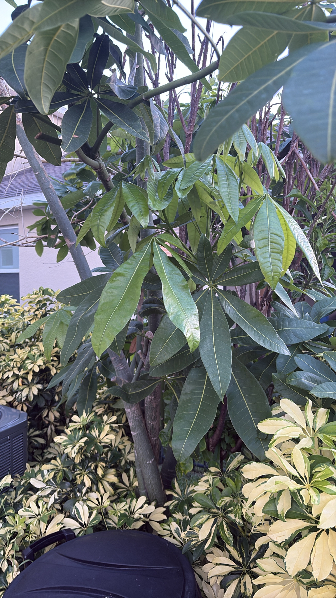 发财树照片2