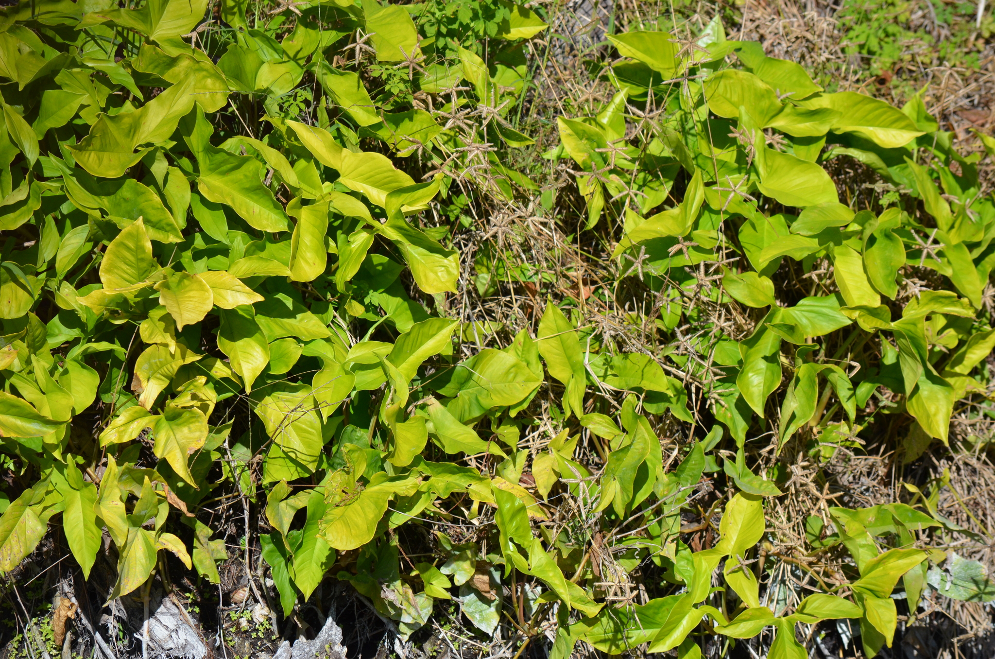 合果芋照片1
