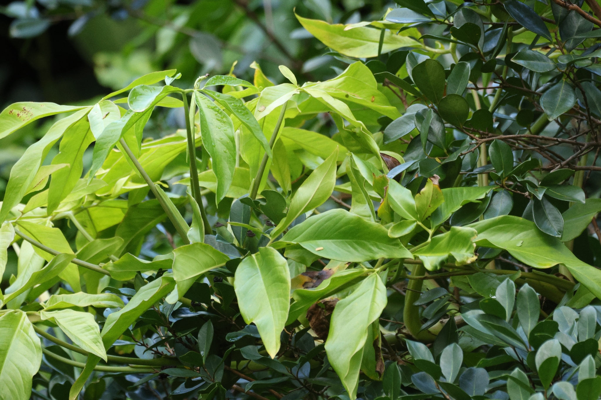 合果芋照片3