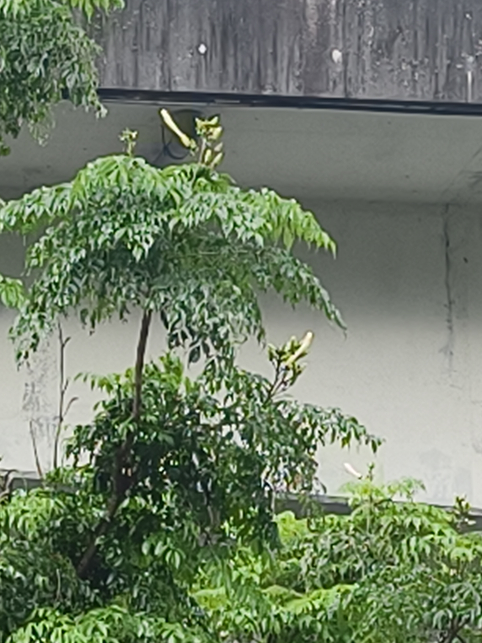 幸福树照片2
