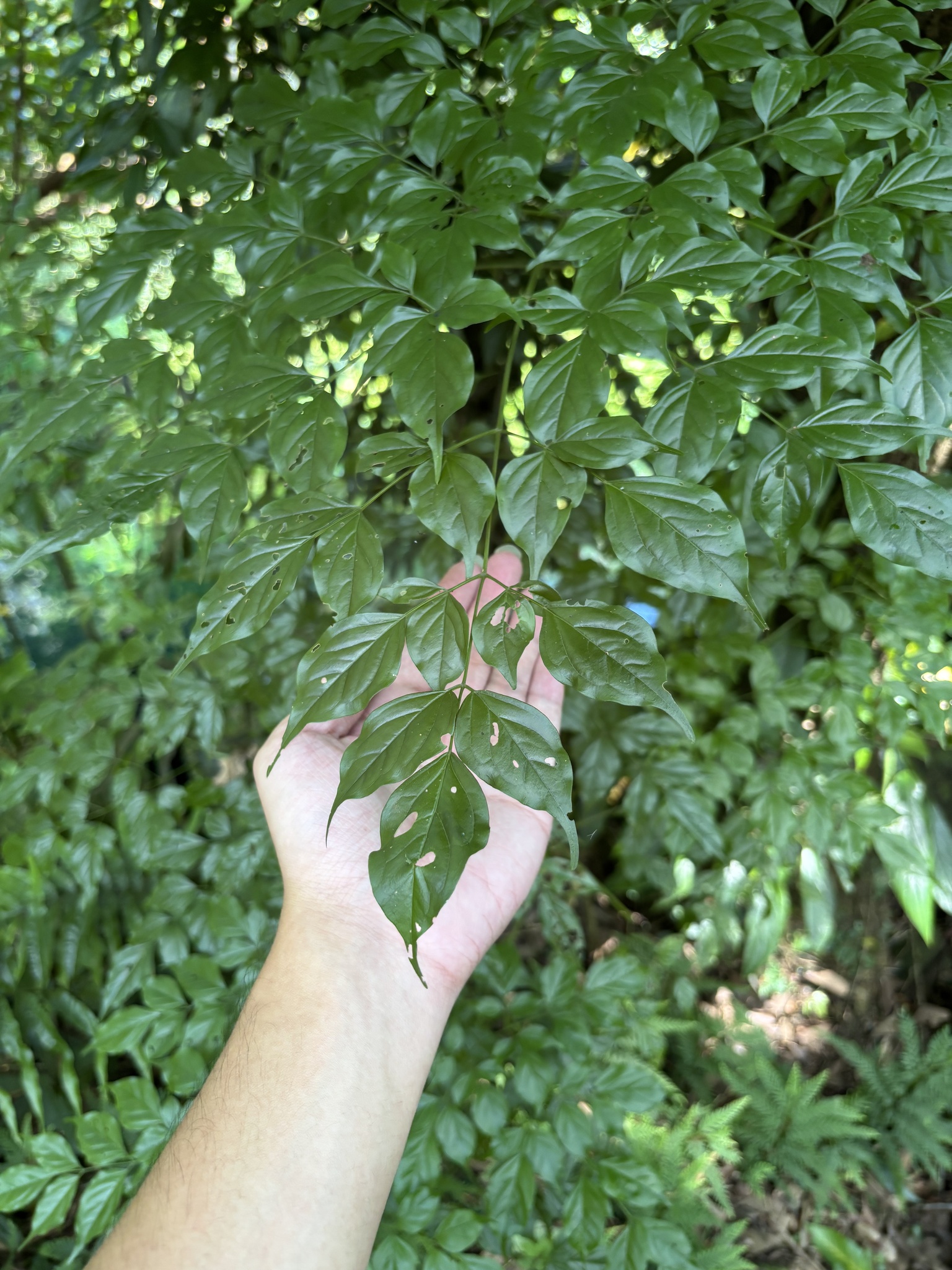 幸福树照片3