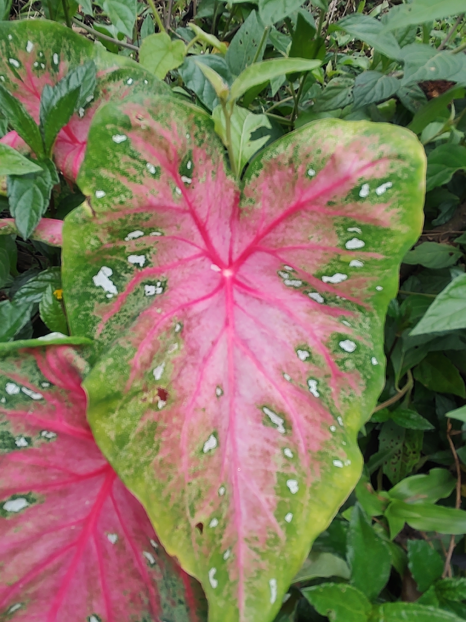 彩叶芋照片1