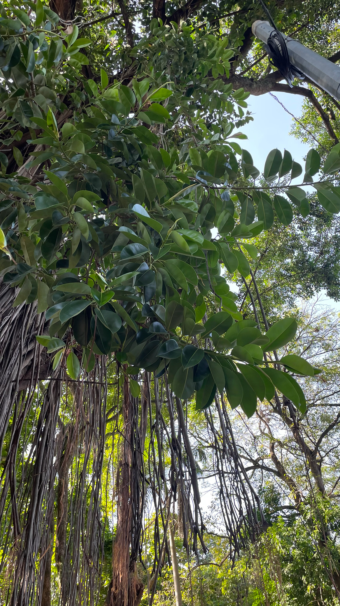 橡皮树照片3