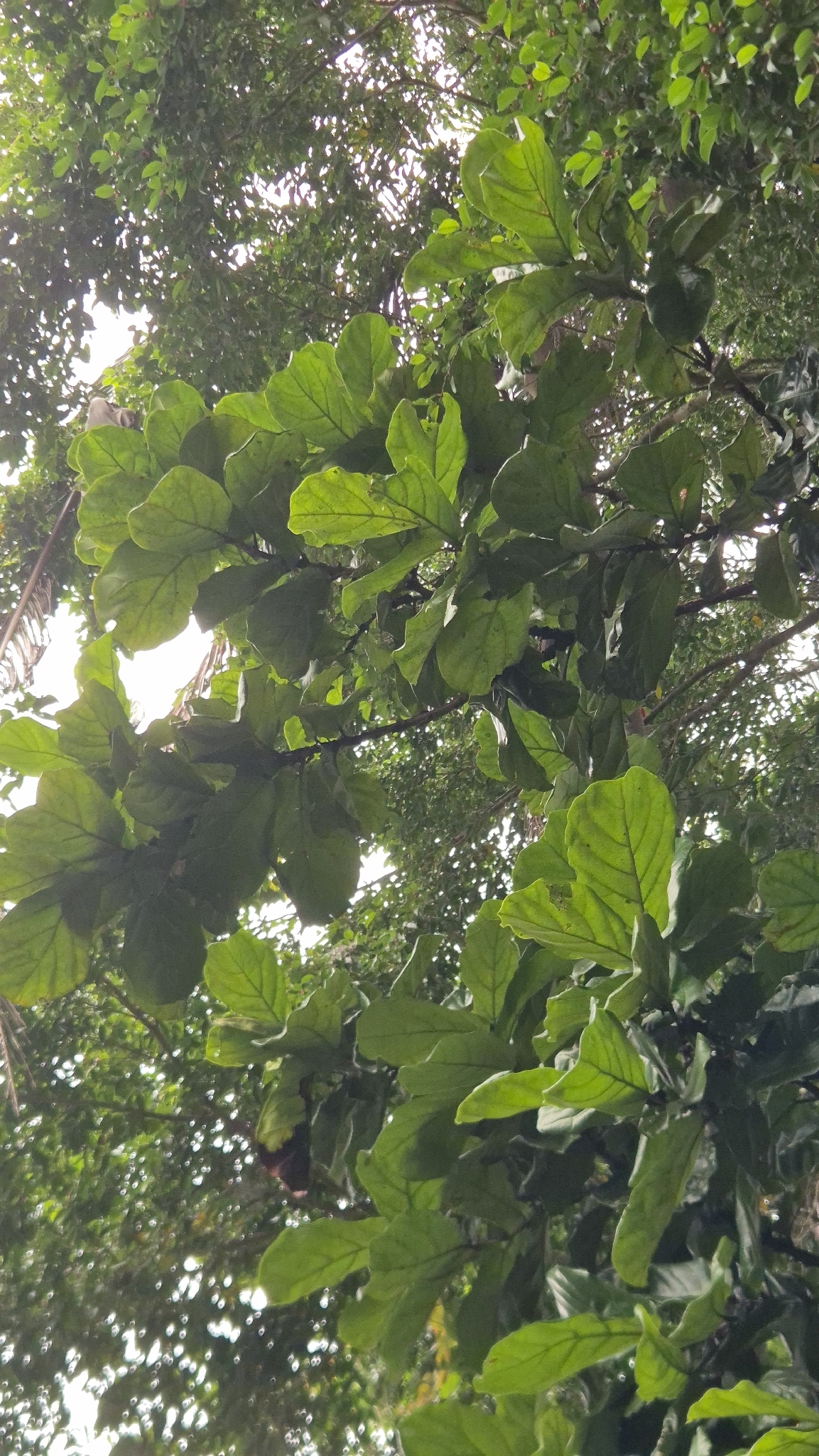 琴叶榕照片2