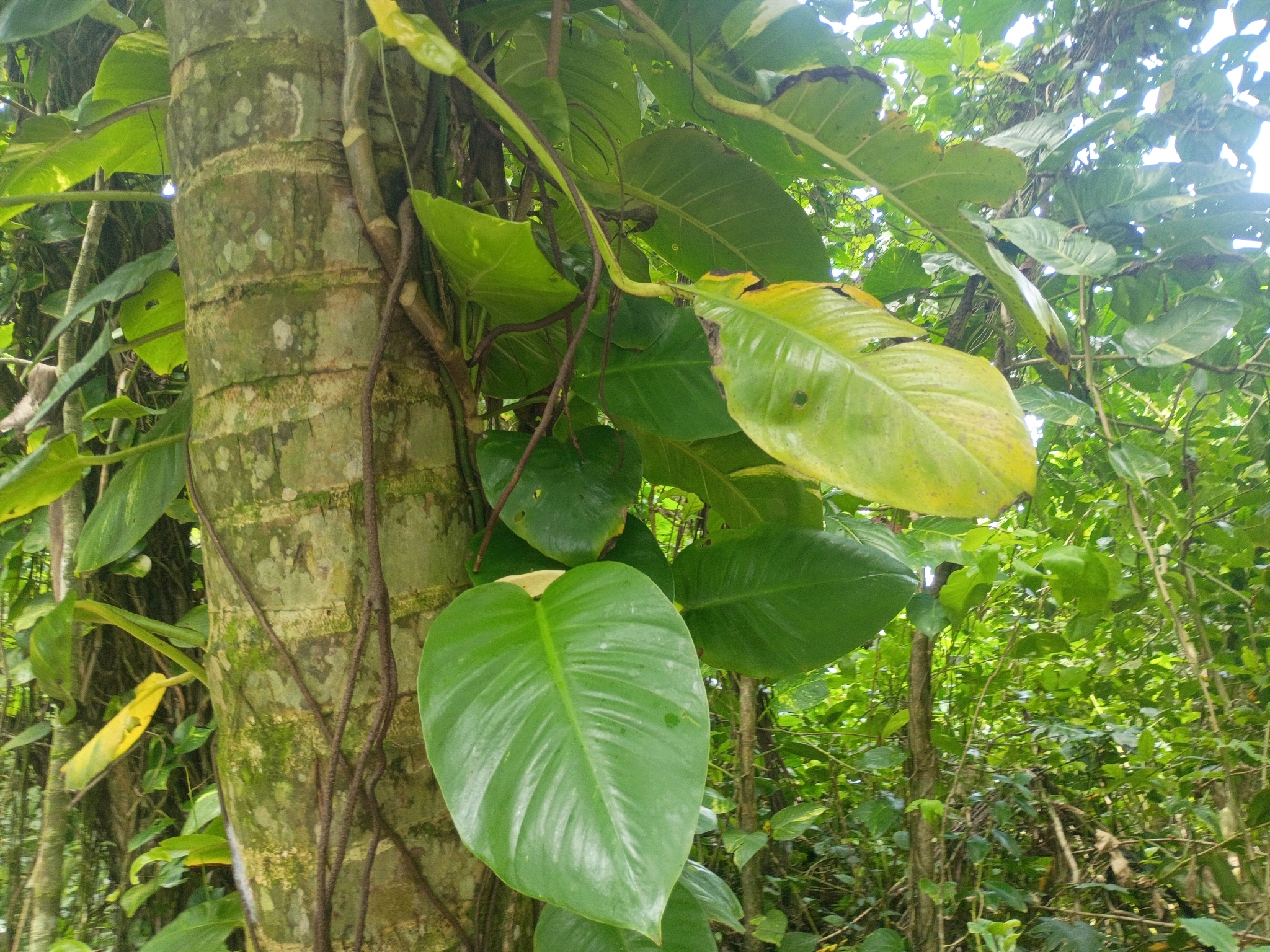 绿萝照片3