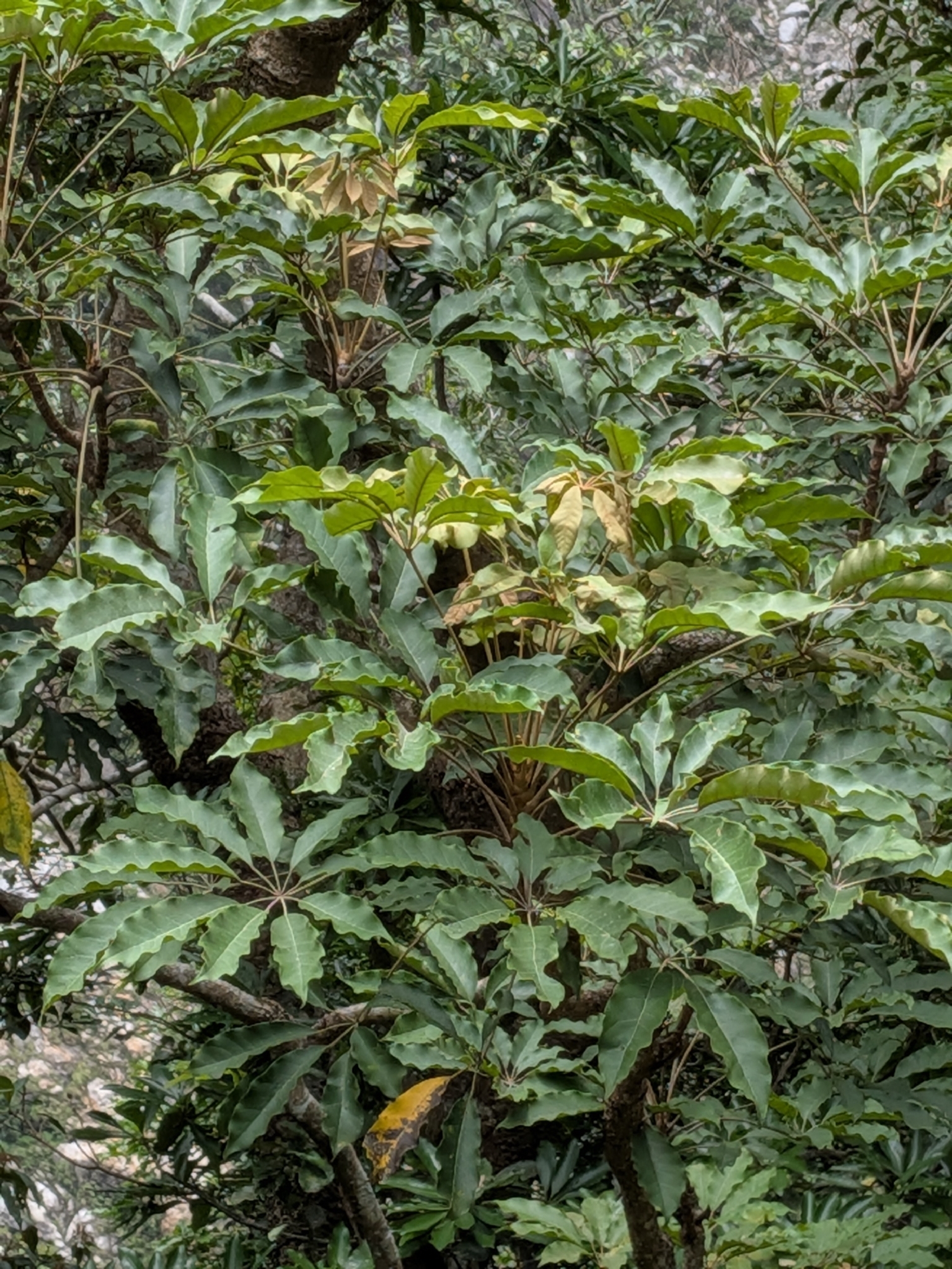 鸭掌木照片1