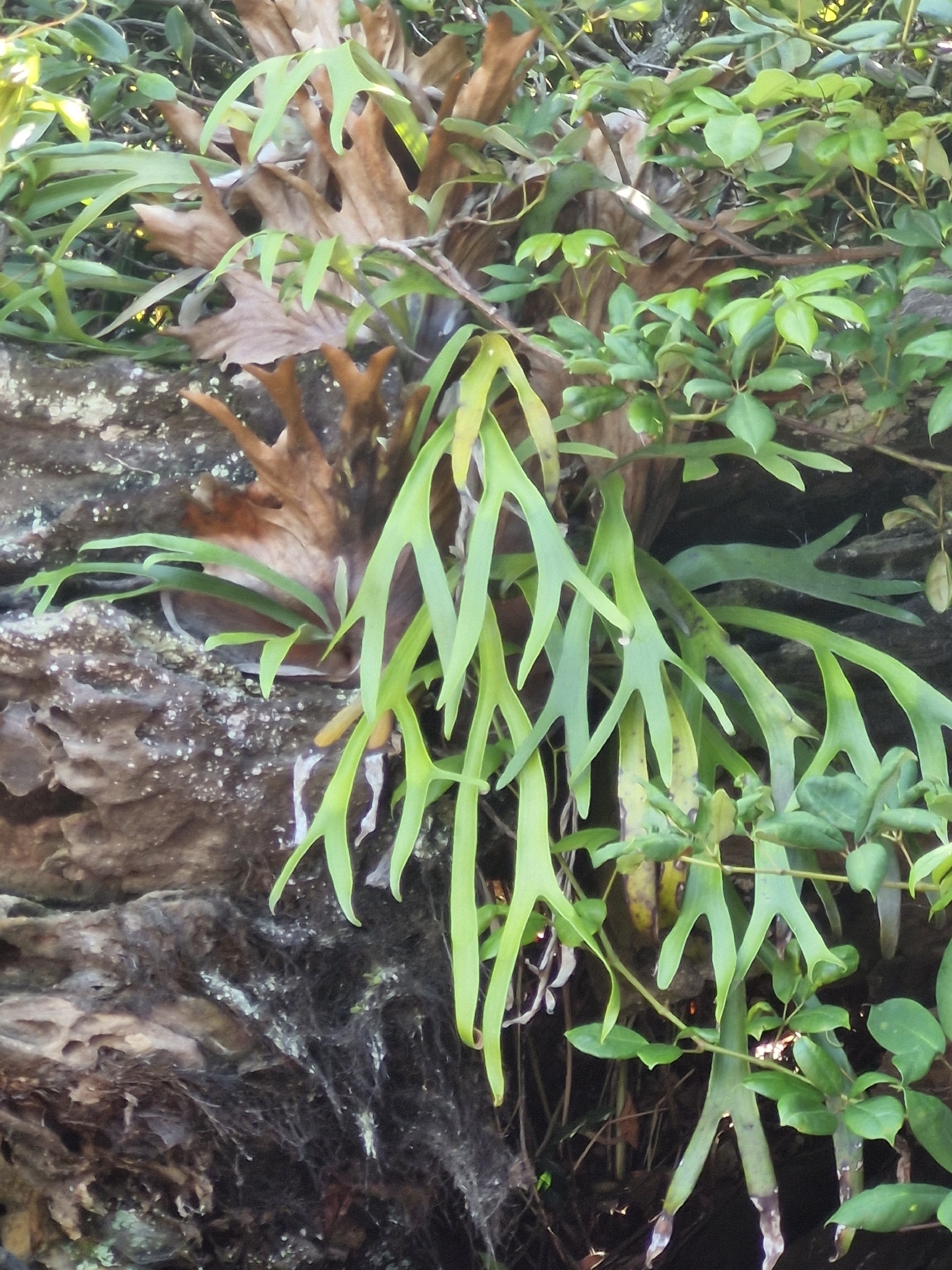 鹿角蕨照片1